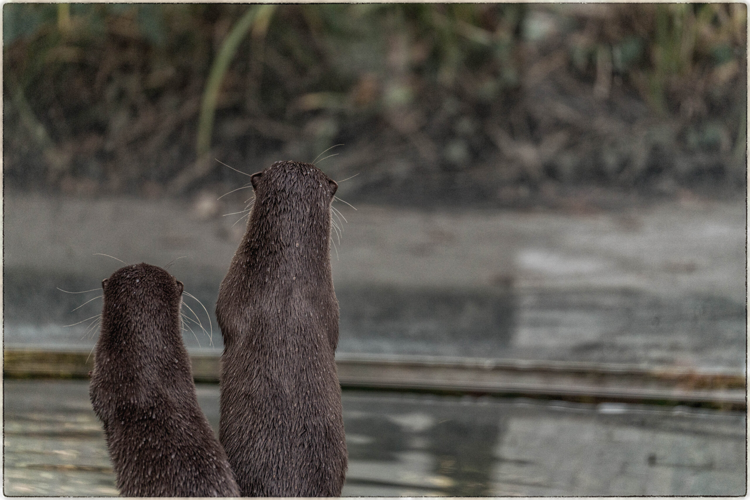 Zoo Berlin